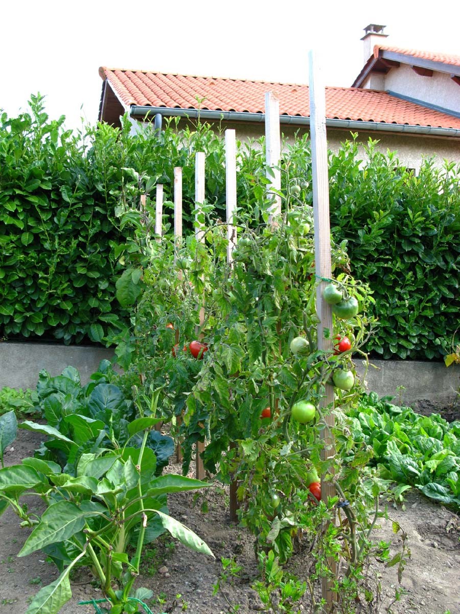 Le cône anti pourrissement pour tuteur tomate par Jardin et Saisons